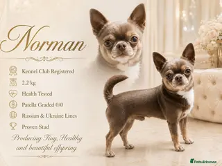 Chihuahua dogs KC reg-Health tested-PROVEN - Advert 1