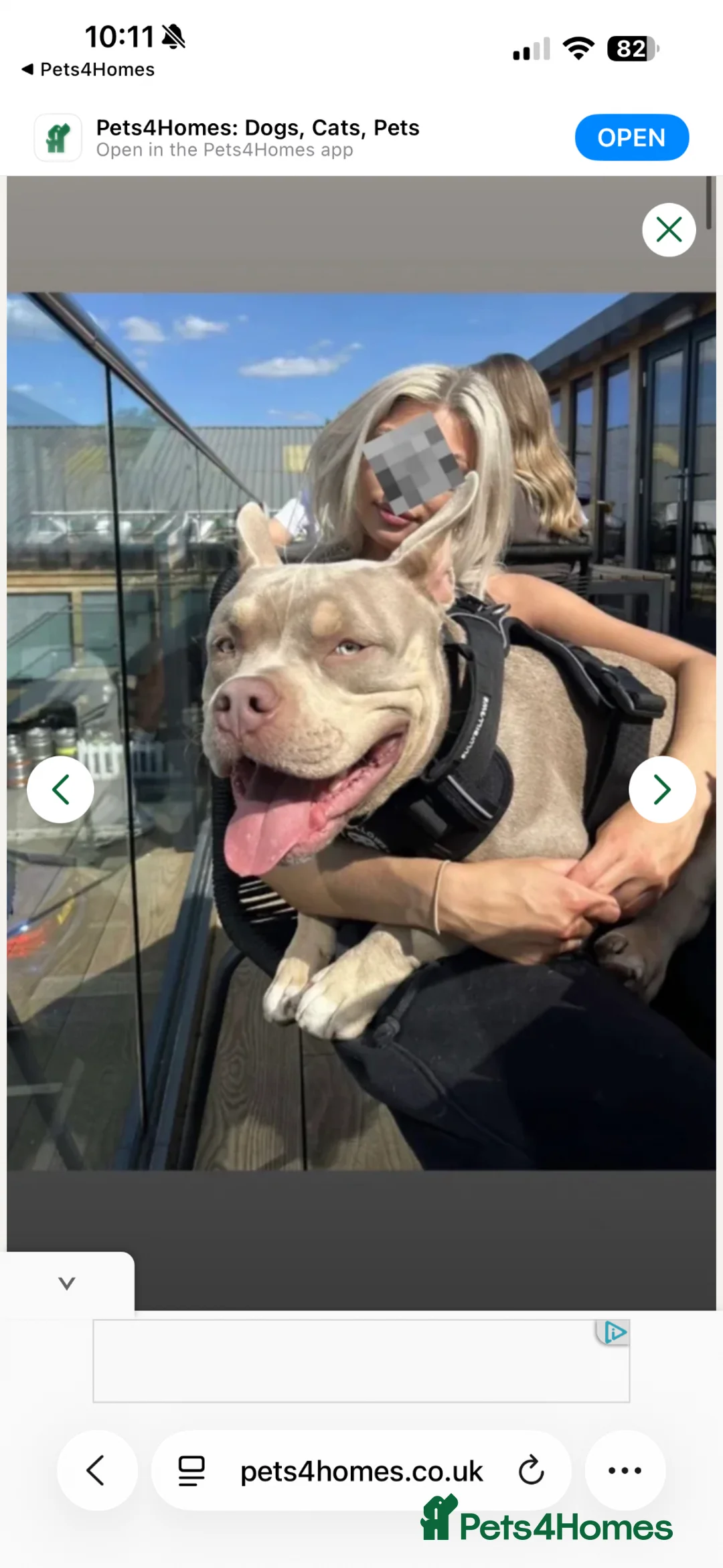 American Bully dogs for stud: 🐾 BUGZY THE AMERICAN BULLY STUD🐾 - Advert 1