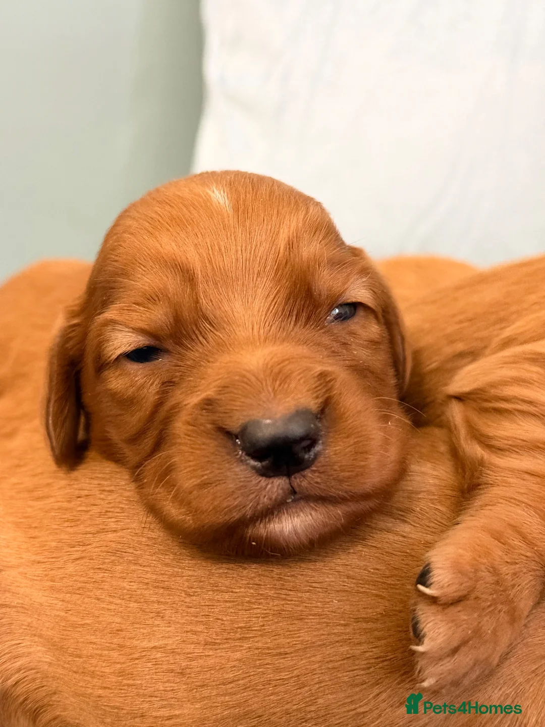 Cocker Spaniel dogs for sale: 5stunning kc registered puppies🩵 - Advert 22