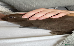 Mini Lion Lop rabbits for sale: 3 female dwarf one female mini lip  - Image 4