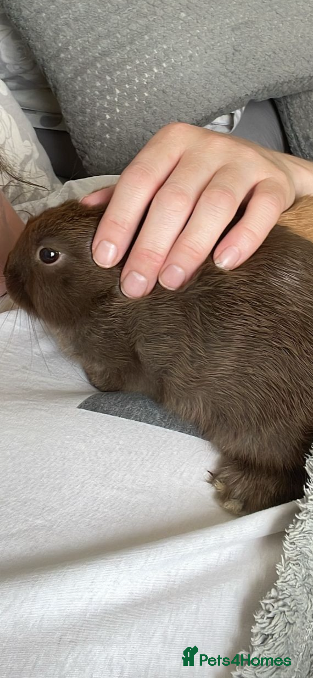 Mini Lion Lop rabbits for sale: 3 female dwarf one female mini lip  - Image 4