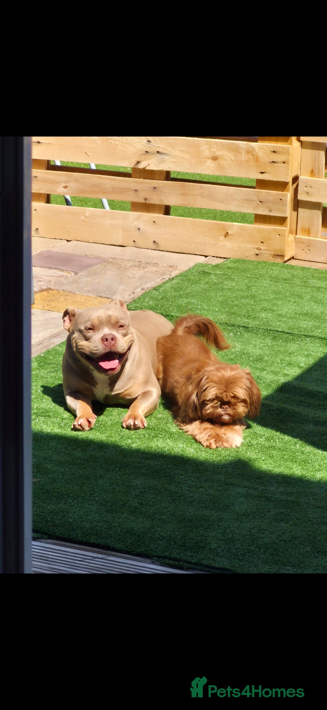 American Bully dogs for sale: ABKC LILAC TRI POCKET BULLY (2PAC&BLUEBELL)🤠LINES - Advert 4