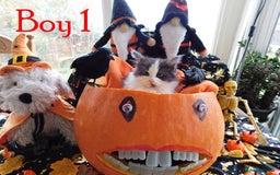 Maine Coon cats for sale: FABULOUS FLUFFY PEDIGREE MAINE COON KITTENS - Image 1