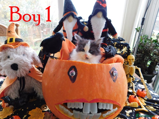 Maine Coon cats - Advert 3