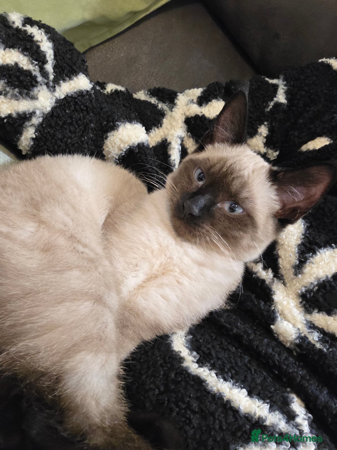 Mixed Breed cats for sale: Gorgeous spynx/ragdoll kitten for sale - Advert 4
