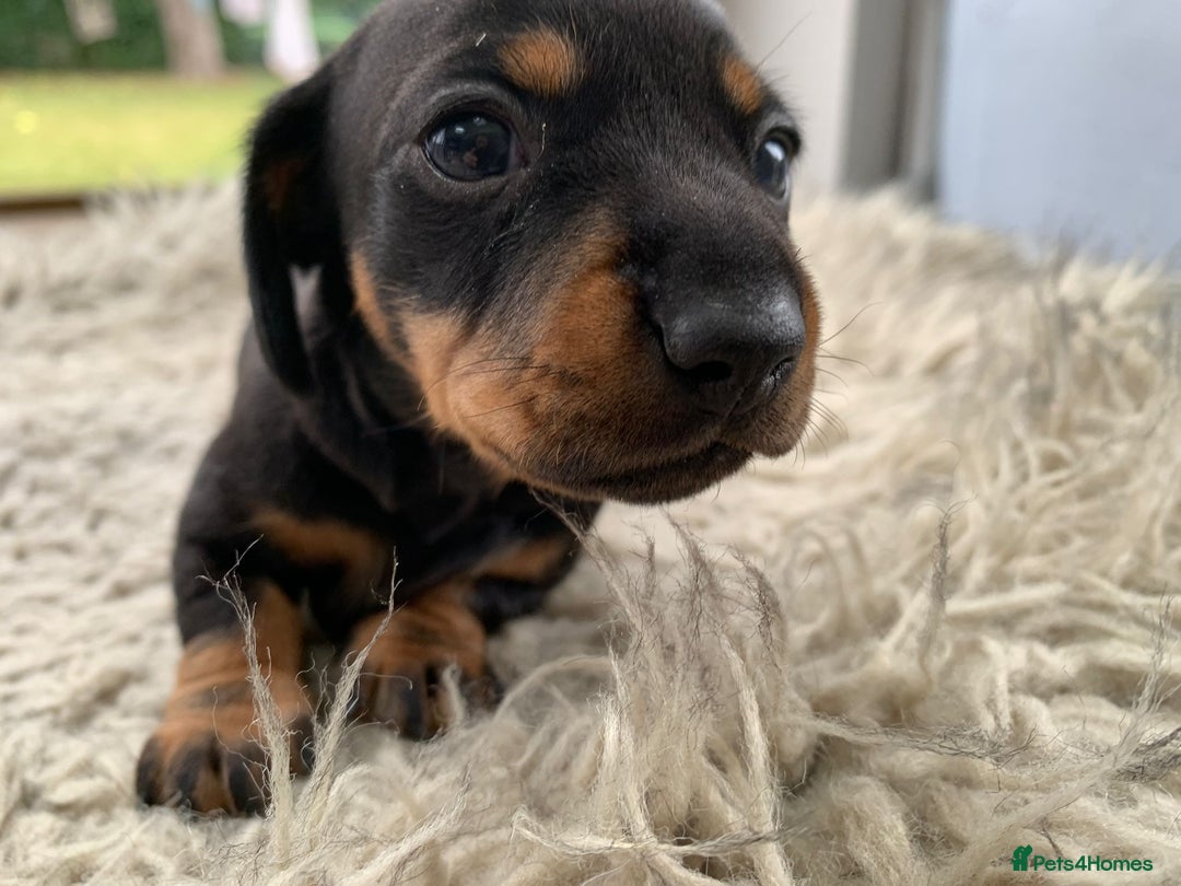 Miniature Dachshund dogs for sale: Quality KC Miniature Dachshund Puppies - Image 10