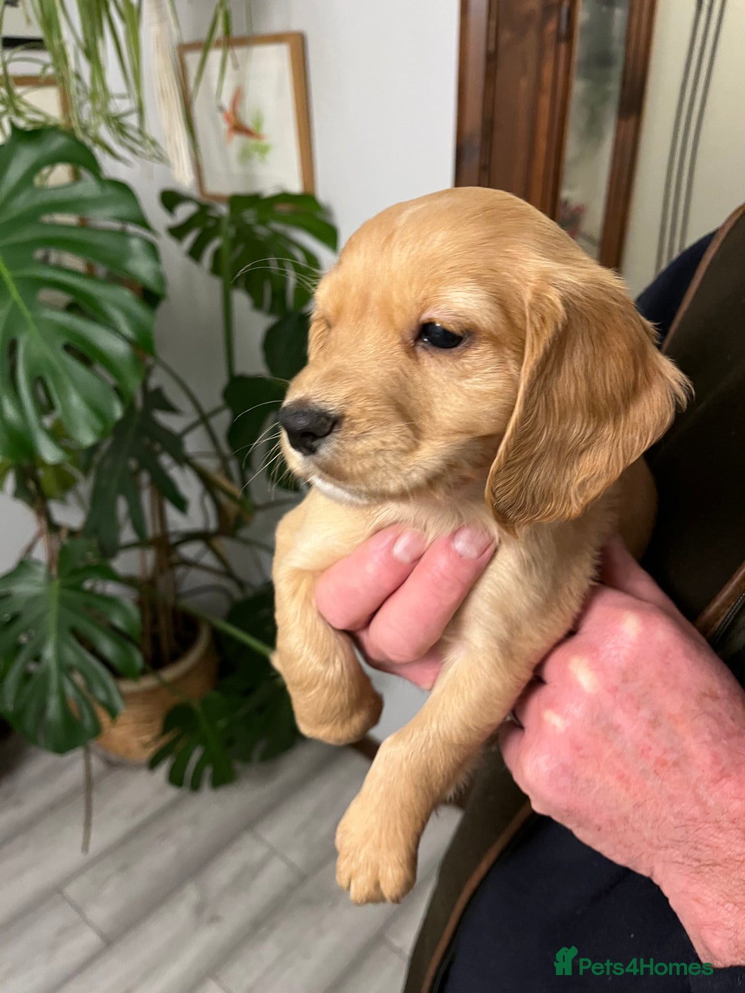 Cocker Spaniel dogs for sale: Working Cocker Spaniel Pups  - Advert 9