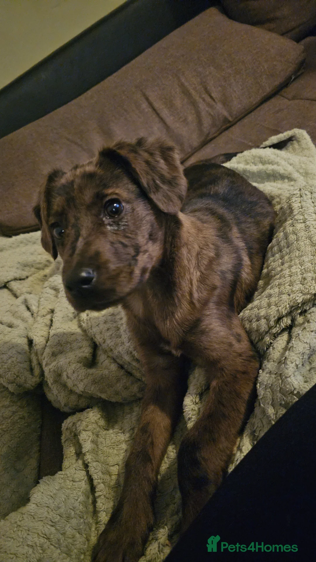 Mixed Breed dogs for sale: Sprocker Spaniel x Bull Lurcher - Advert 7