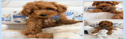 Maltipoo dogs for sale: 💖BEAUTIFUL LICENSED-BRED MALTIPOO💖 in Virginia Water - Advert 4