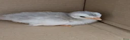 Guinea Fowl poultry for sale: Guinea Fowl Keets, Lovely Colours  - Advert 1