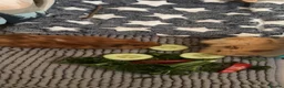 Guinea Pig rodents for sale: Male guinea pig pair in Milton Keynes - Advert 4