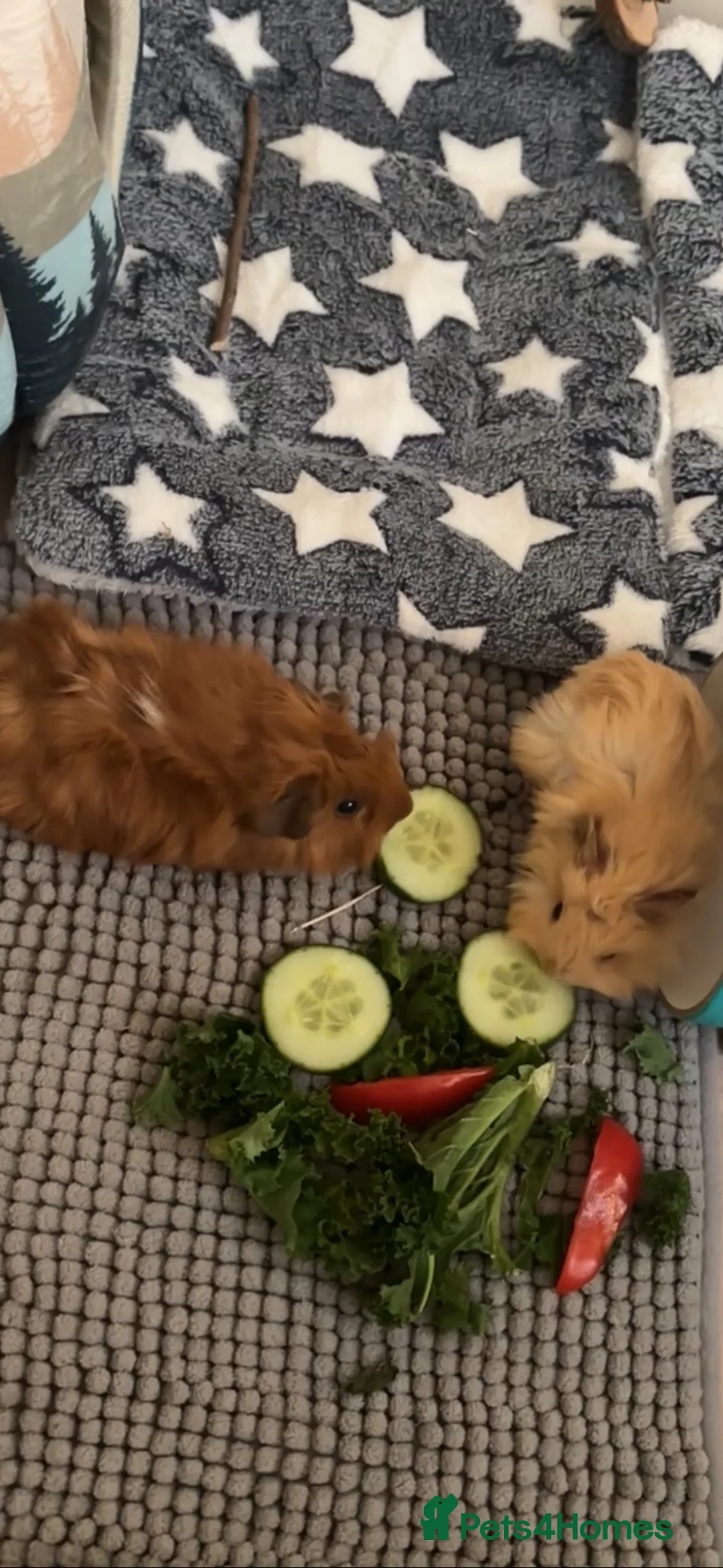 Guinea Pig rodents for sale: Male guinea pig pair in Milton Keynes - Advert 4