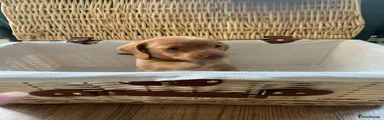 Miniature Dachshund 2