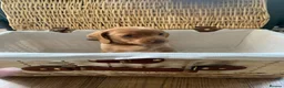Miniature Dachshund dogs for sale: 🌟 Beautiful Miniature Dachshund Puppies 🌟 - Advert 12