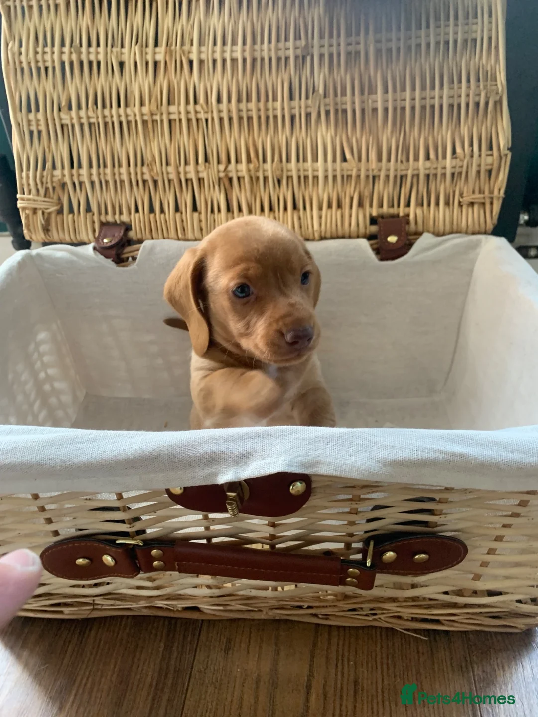 Miniature Dachshund dogs for sale: 🌟 Beautiful Miniature Dachshund Puppies 🌟 - Advert 12