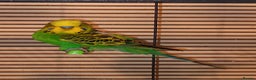Budgerigars birds for sale: Budgies - Advert 4