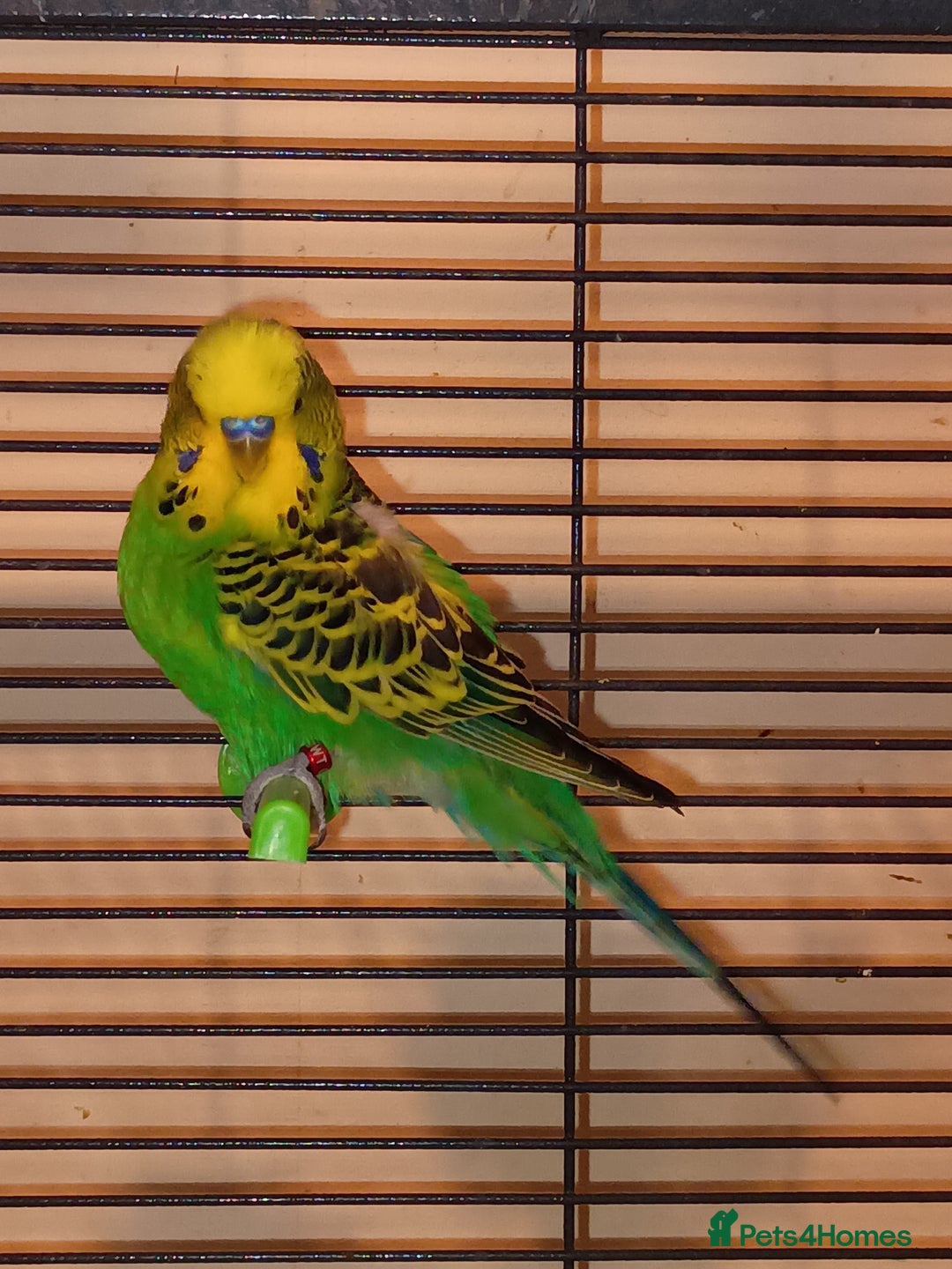 Budgerigars birds for sale: Budgies - Advert 4