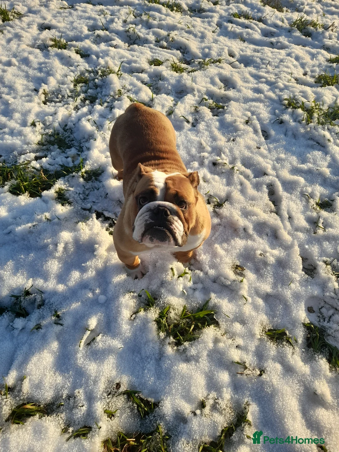 English Bulldog dogs for sale: Beautiful red female bulldog - Advert 4