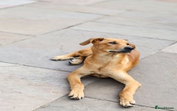 Mixed Breed dogs for adoption: Soft sweet Sophia - Image 17