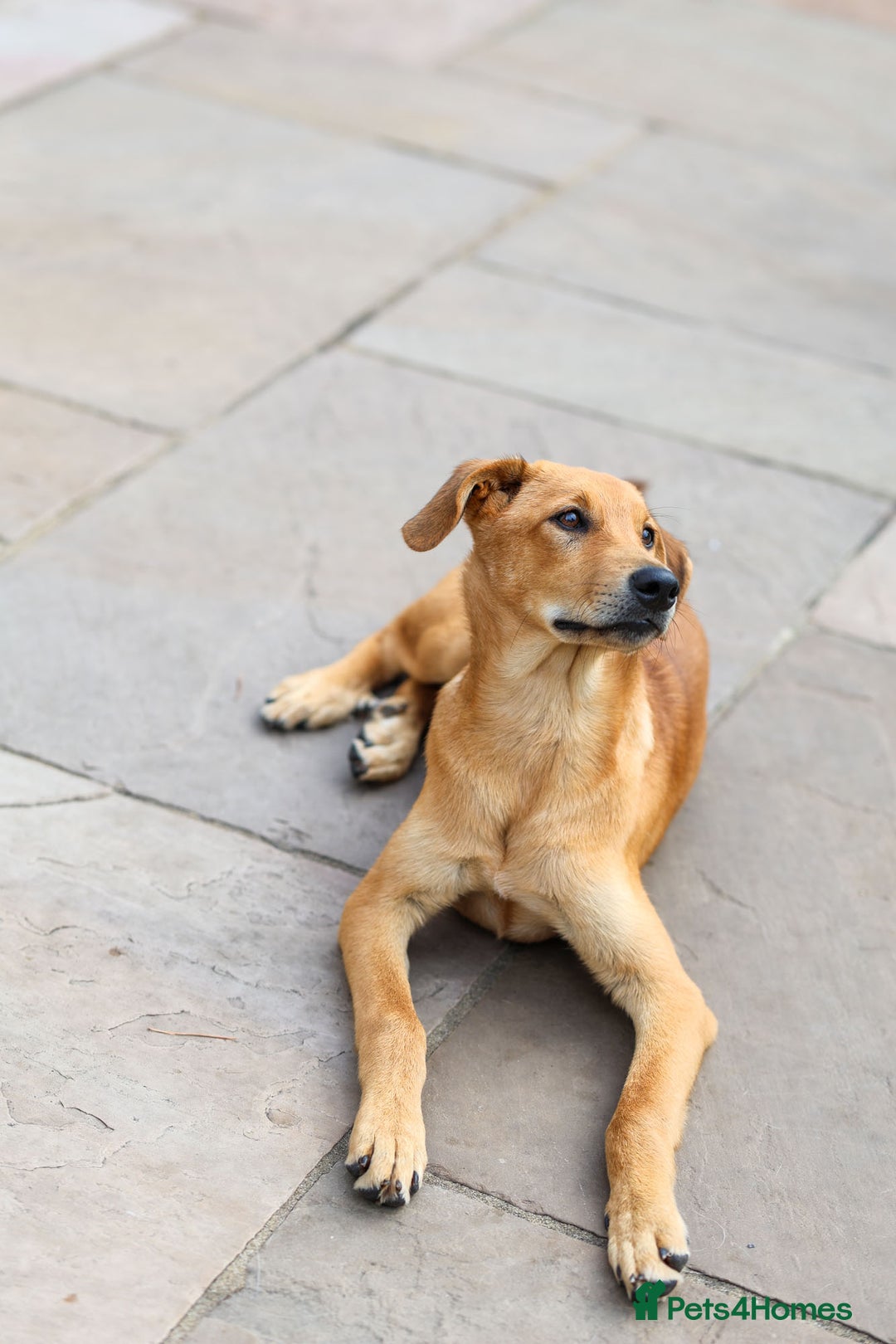 Mixed Breed dogs for adoption: Soft sweet Sophia - Image 17