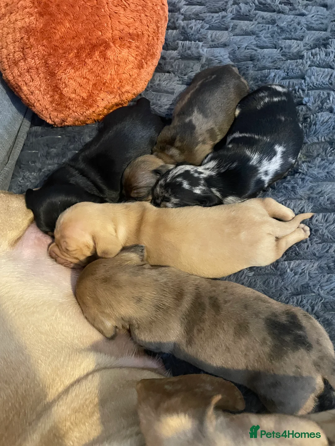 Miniature Dachshund dogs for sale: 4 female miniature dachshunds. - Advert 14