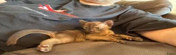 Burmese cats for sale: Well socialised GCCF-reg'd pedigree Burmese kits - Advert 15