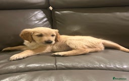 Golden Retriever dogs for sale: Gorgeous golden retriever puppies for sale - Image 4