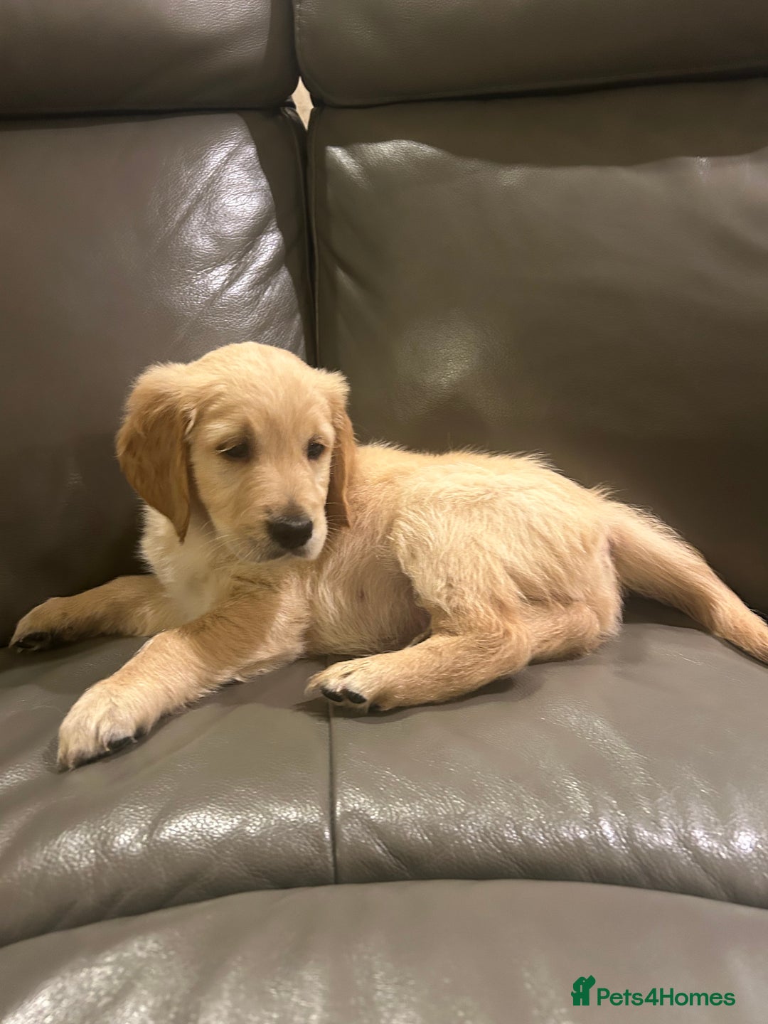 Golden Retriever dogs for sale: Gorgeous golden retriever puppies for sale - Image 4