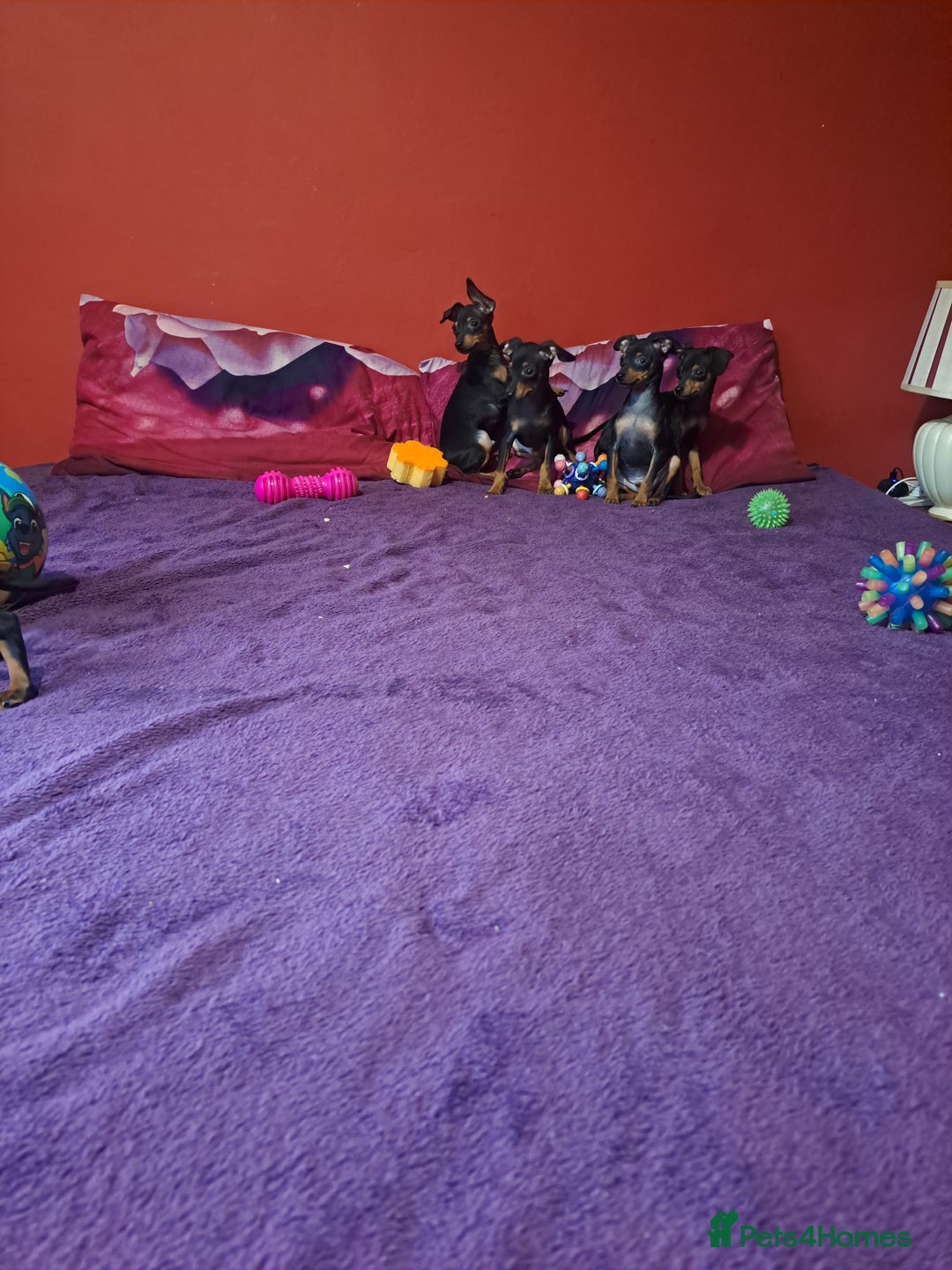 Miniature Pinscher dogs for sale: Miniature Pinscher Puppies 🐾   - Advert 10