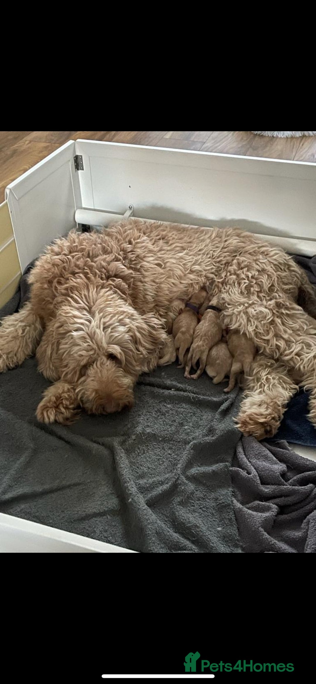 Goldendoodle dogs for sale: Multigenerational Puppies Licensed and Tested - Image 19
