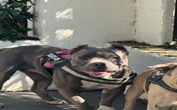 Mixed Breed dogs for sale: Pocket bully - Image 1