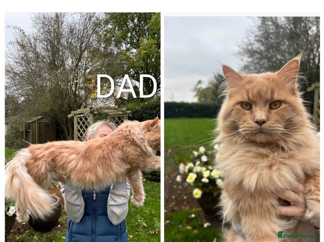 Maine Coon cats DNA TESTED MAINE COON FEMALE KITTEN !!!  - Advert 2