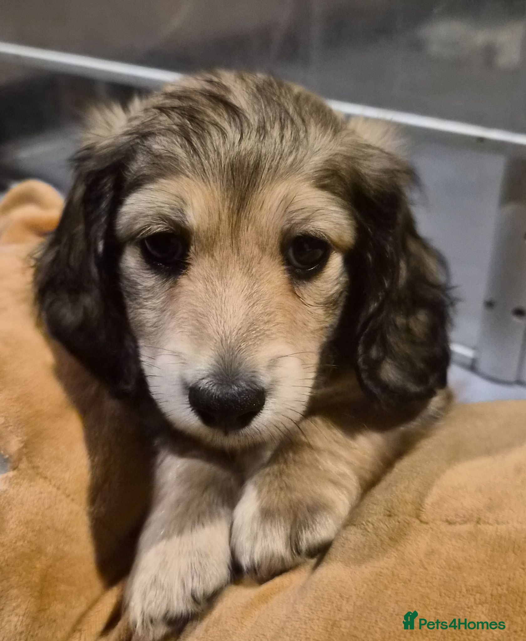 Miniature Dachshund dogs Kc reg miniature daschund puppies  - Advert 13