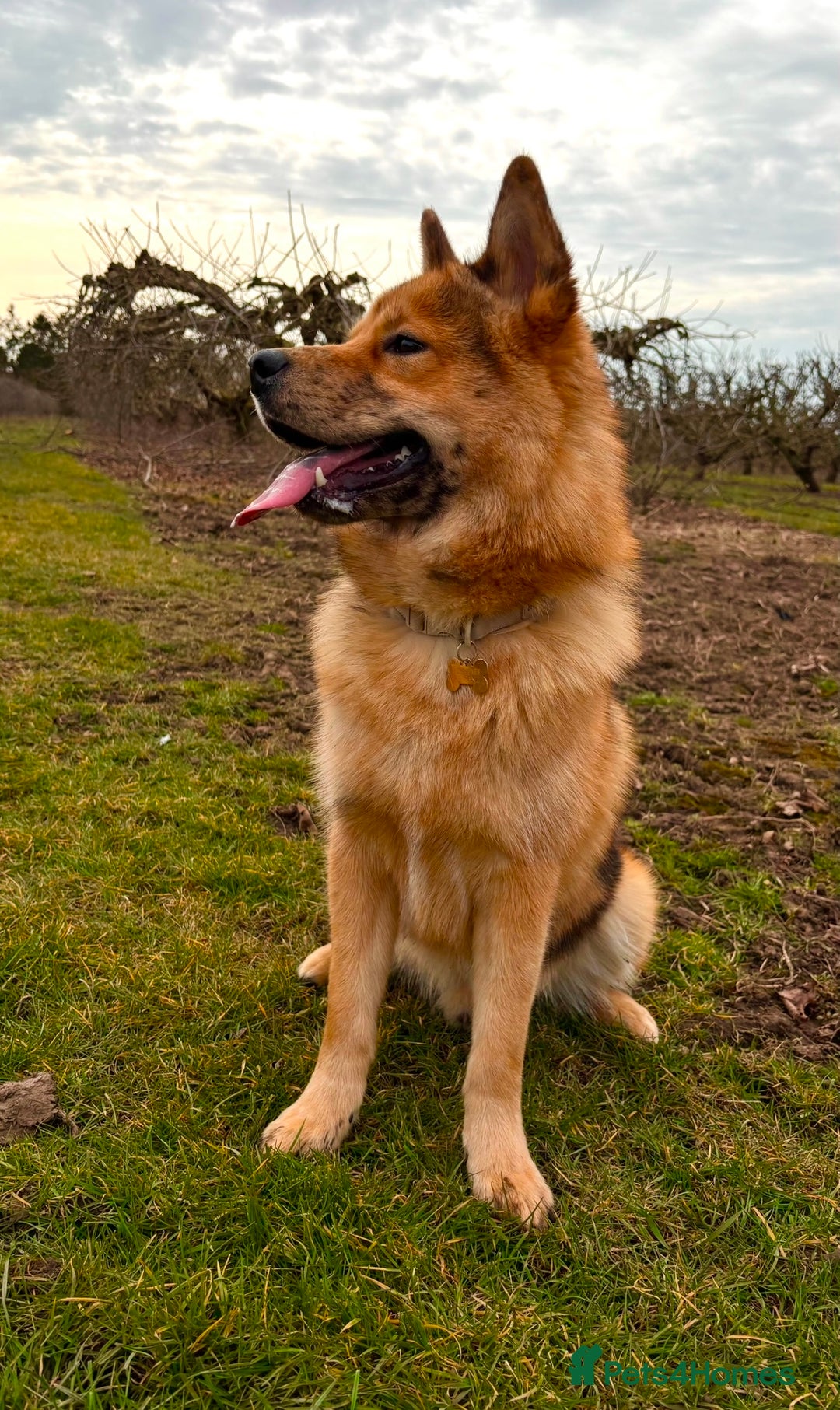 Mixed Breed dogs for sale: Golden retriever x Alaskan chow pups coming soon🐾 - Image 3