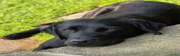 Labrador Retriever dogs for sale: Beautiful labrador puppies  - Advert 11