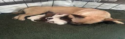 Jack Russell dogs for sale: Make Jack russle puppies  - Advert 1