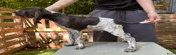 German Shorthaired Pointer dogs for sale: KC Ready to Leave (3 BOYS LEFT) GSP puppies  - Advert 6