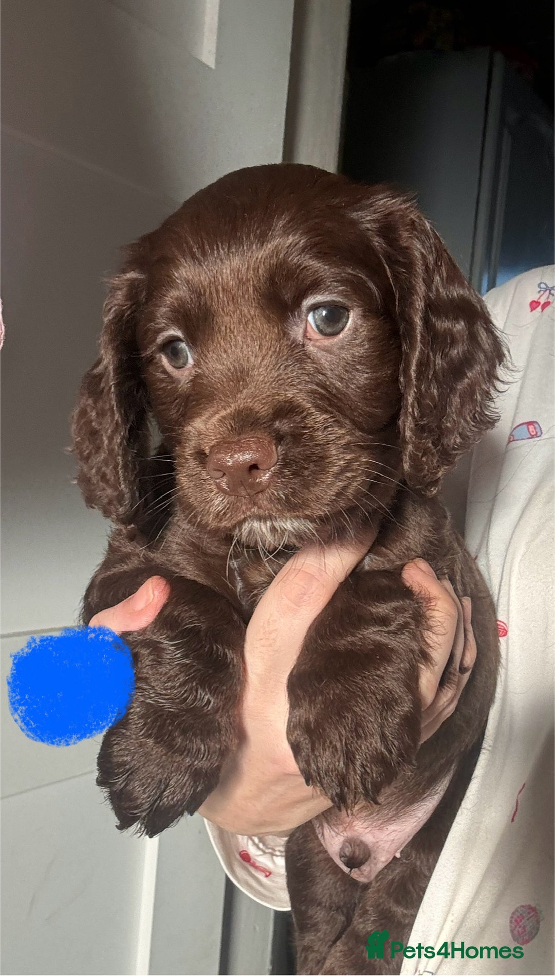 Sprocker dogs for sale: Chocolate Chunky sprocker puppies  - Advert 7