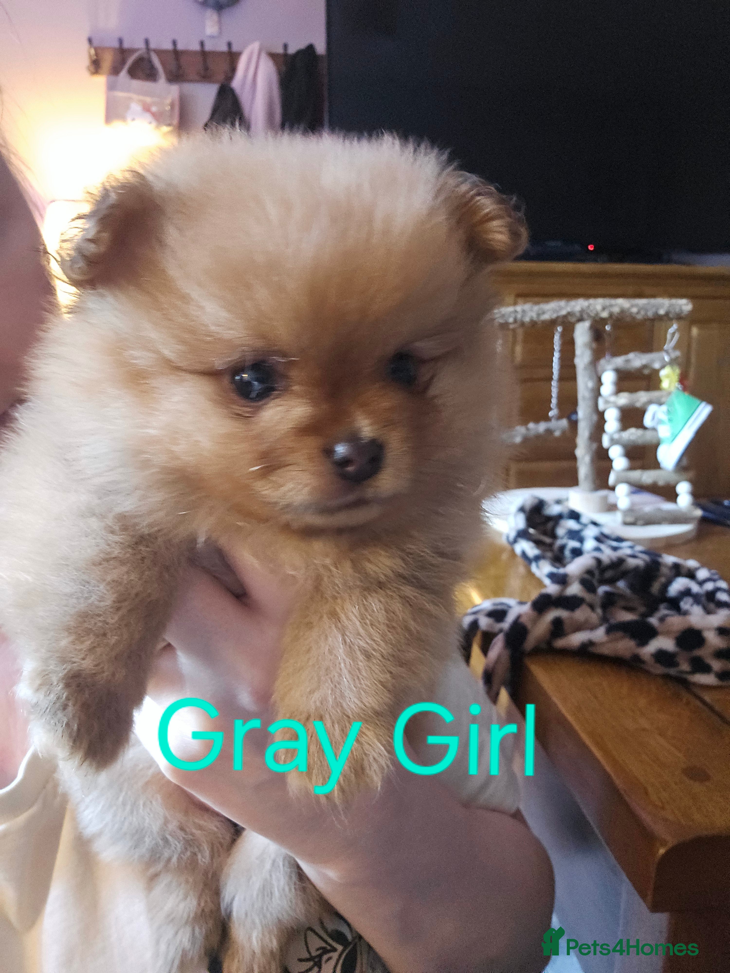 Pomeranian dogs 4 baby pomeranians for sale - Advert 1