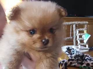 Pomeranian dogs 4 baby pomeranians for sale - Advert 1