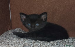 Domestic Shorthair cats for sale: 2 Female Kittens For Sale - Image 3