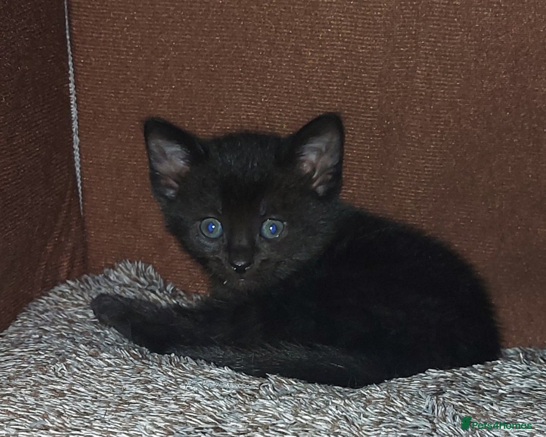 Domestic Shorthair cats for sale: 2 Female Kittens For Sale - Image 3
