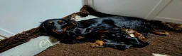Miniature Dachshund dogs for sale: Stunning Longhaired Mini Dachshund Boys.  - Advert 13