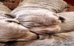 Labrador Retriever dogs for sale: Gorgeous KC Silver Labrador Puppies. - Image 6