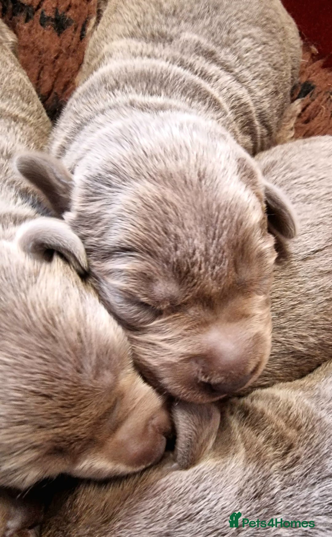 Labrador Retriever dogs for sale: Gorgeous KC Silver Labrador Puppies. - Image 6