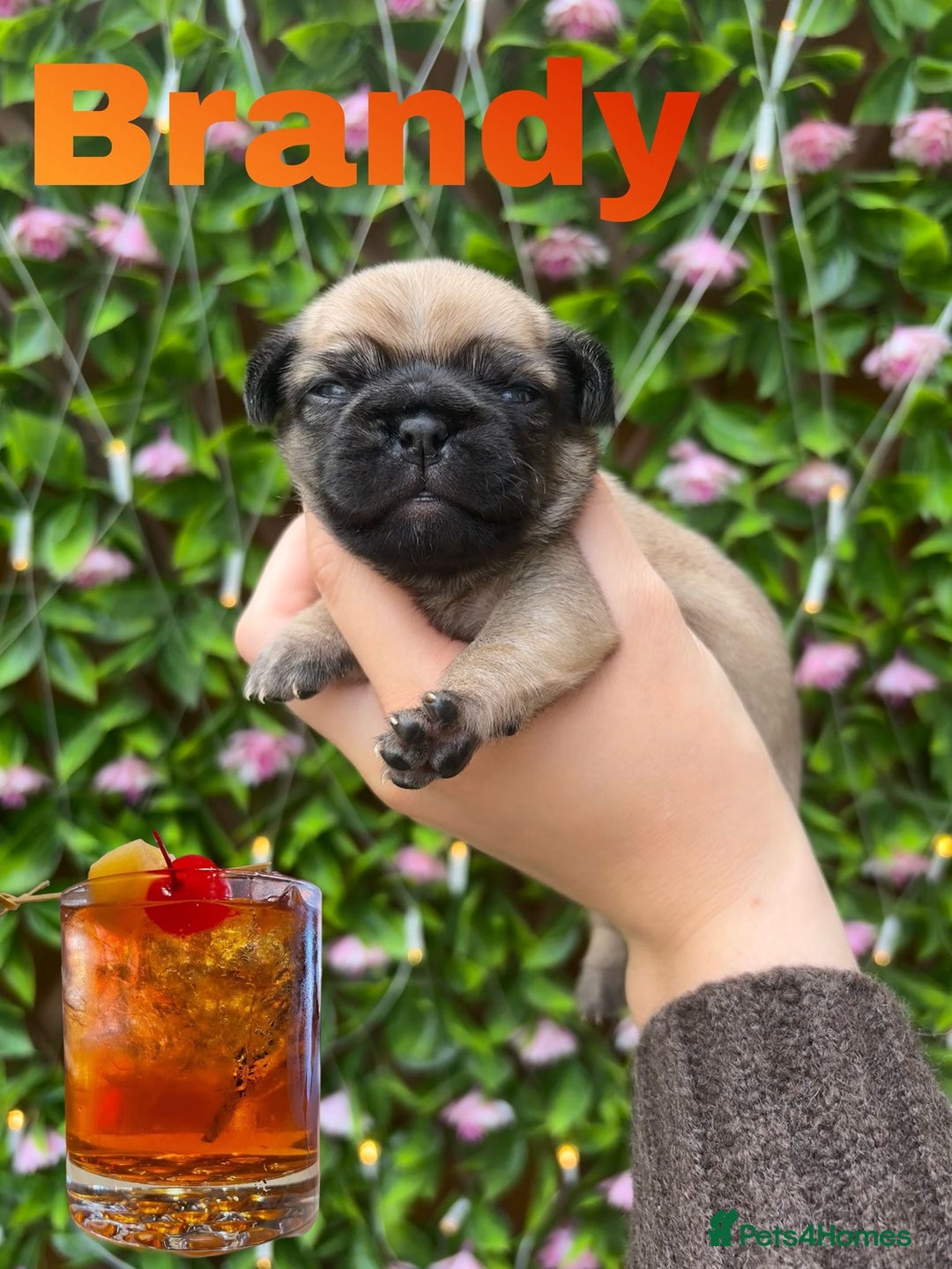 Pug dogs for sale: Kc registered pugs  - Image 1