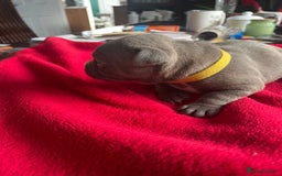Staffordshire Bull Terrier dogs for sale: Mariusz  - Image 22