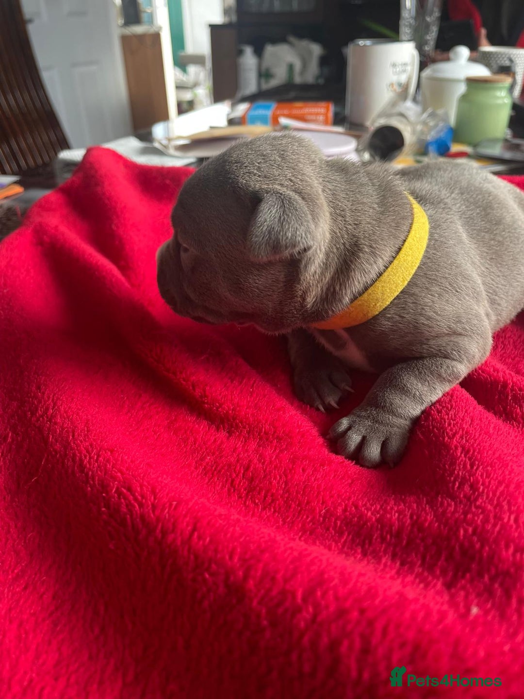 Staffordshire Bull Terrier dogs for sale: Mariusz  - Image 22