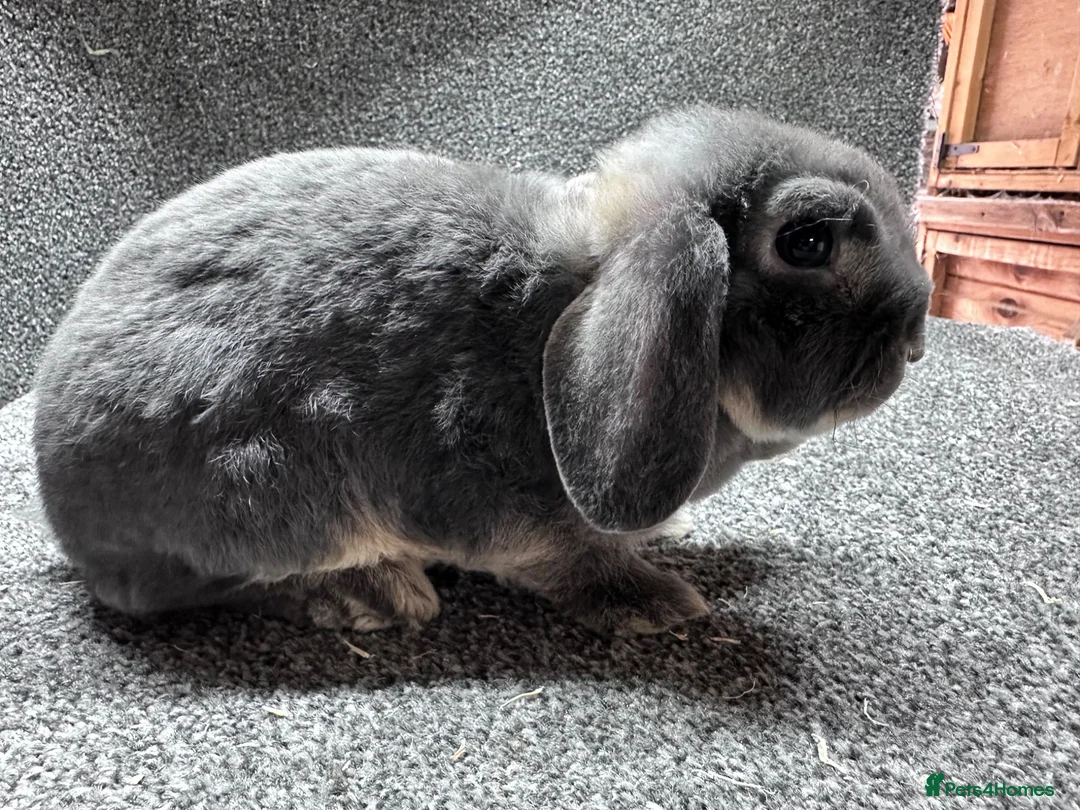 Mini Lop rabbits for sale: Mini plush lop boys - Advert 3