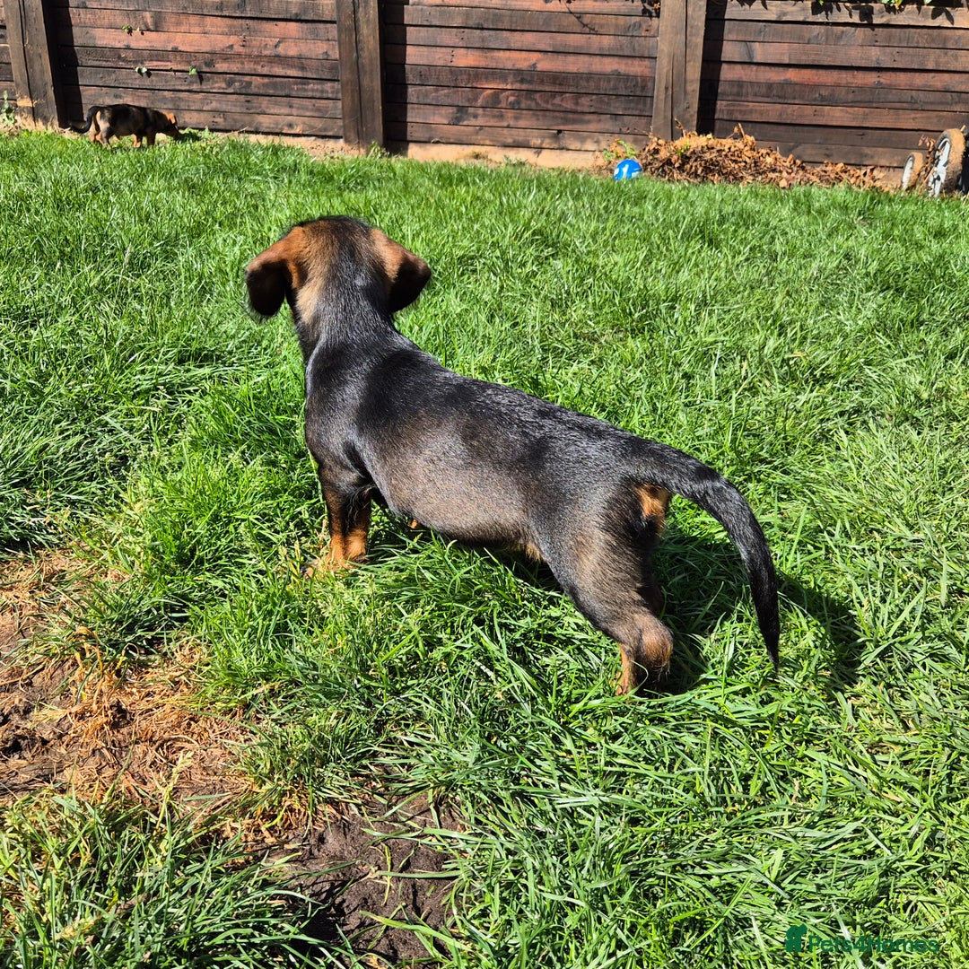 Mixed Breed dogs for sale: Wire Haired Daschund x Rottweiler  - Image 17